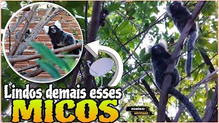 ATENÇÃO Da instalação Aos Micos que coisa Linda assim e a natureza quandos os bichos não são maltra!