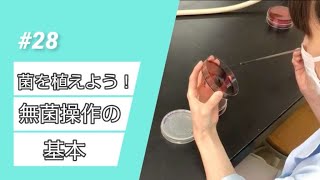 【おうちで学ぶ東京バイオ】♯28 菌を植えよう！無菌操作の基本