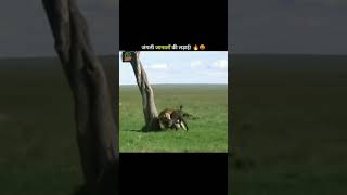 fact about lion fights forest animals vs tiger🦁#shortvideo #short