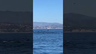 Dolphin Stampede off Dana Point, CA