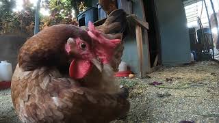 Fun Chickens Close Up Video Sounds Noises Hens Roosters!