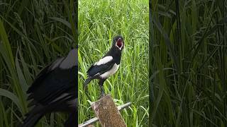 These baby birds are terrifying!