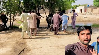 Aj Eid ul Adha K Moqa Par Hum Ny Janwar Ki Qurbani ki😍