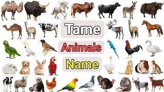 Tame Animals Vocabulary I 42 Tame Animals Name In English With Picture I Pet Animals List