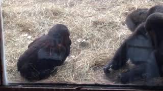 Baby Apes playing!