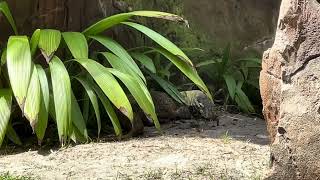 Monitor Lizard at Disney’s Animal Kingdom 4.29.24