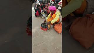 #kingcobra #uttarpradesh #varanasi #kashi #