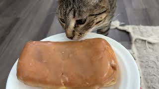 cat want maple bar