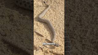 How do Rattlesnake Rattles Make Sound?  #shorts