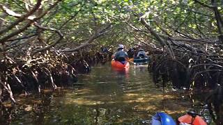 Florida mangroves kayaks in the bush Sarasota Bay