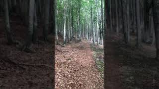 Gioco di luci e ombre nella foresta nel Parco dell’Orecchiella