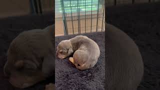 *SOLD* Blue Tri Male Pocket Bully Puppy For Sale 1 week old