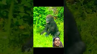 Thought Mummy Gorilla ignores him..ofcourse see love you #gorilla #monkey #funny #viralvideo #shorts