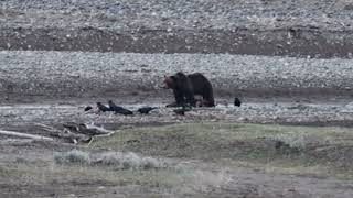 Grizzly bear. Yellowstone