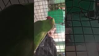 mummy mujhe bukhar Ho Gaya/ parrot ko mobile bala fiver #parrot #funny