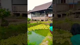 depan rumah ada kolam ikan