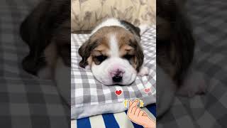 WOW, All Adorable Puppy Babies Cuteness Overloaded 🐶😘😘 -EPS1091 #cutenessoverload