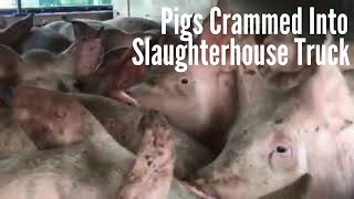 Pigs CRAMMED Onto Slaughterhouse Truck 3 (Manchester Pig Save)