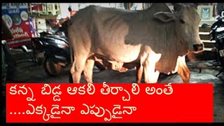 కన్న బిడ్డ ఆకలి తీర్చాలి ఎప్పుడైనా ఎక్కడైనా #shorts #Cow feeding Calf at Busy Road