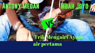 PERBEDAAN CARA MENGAIRI AYAM AIR 1 ALA ANTONY MEDAN Dgn Mbah Joyo, Mana lebih Jago?