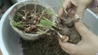 how to grow rain lily from bulb || रेनलिलि के पौधे को उसके बल्ब से कैसे उगाए|| white rain lily