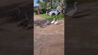 Gaggle of geese on garden | Graceful birds | Live near  water | ASMR bird sound #birdlovers #shorts