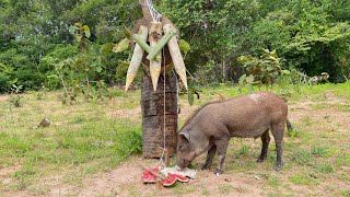 Build Wild boar Trap Using Big Sharp wood Fall in to Deep Hole #wildanimal #shortvideo