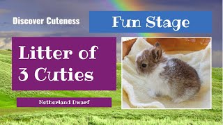 DISCOVER CUTENESS - Netherland Dwarf Litter of 3 Cuties