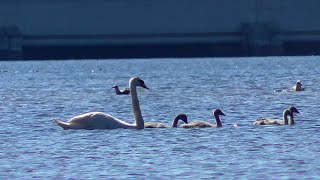 Лебеди с птенцами на Финском заливе. Swans with chicks on the Gulf of Finland.