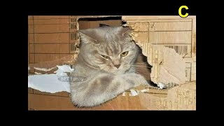 1 Hour Trending Funny Dogs And Cats Videos 😂 Funniest Cats and Dogs 😸🐶 #741