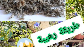 اجي تستافد مع الحاجة فاطمة 5♥️: تجفيف الأعشاب 🌱و جمع بيض الدجاج🐓