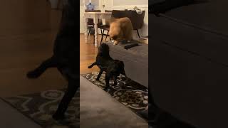 pug vs cat