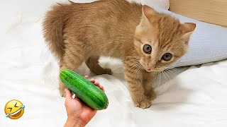 Trending Funny Animals 2024🥰Funniest Dogs and Cats😹🐶 2024 part