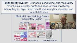 Respiratory System- Bronchus, conducting and respiratory bronchioles, alveolar ducts and sacs, alve