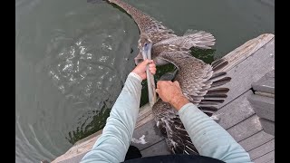 Playing With Boat Ramp Snook Doubled Up On Upper Slots + Pelican Catch & Release - Sarasota