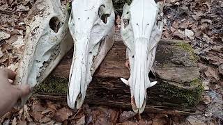 Shooting : P08 Luger  with 9mm FMJ vs 3x Wild boar / hog Skull