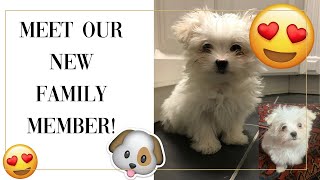 NEW PUPPY VLOG + cook with me