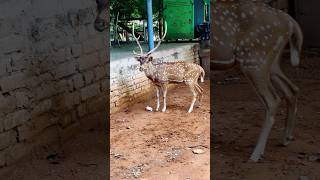 Deer so Near Comedy #priyanka #vijay #funny #comedy #trending #viralvideo #satisfying