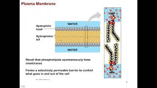 Anatomy and Physiology - Cellular Form and Function #anatomyandphysiology #biochemistry #bonding