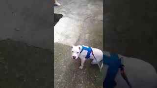 Pitbull vs KEDİ #shorts