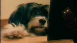 Funny Dog Commercial