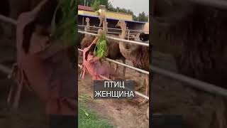 Китаянка ОТБИРАЕТ яйца у страусов: Это надо видеть #top #tiktok #trending #new