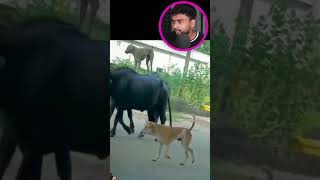 என்ன நாய் ஊருக்குள்ள ஊர்வலம் வருது😲| TRY NOT TO SHOCK | Funny Instagram Reels 😜|By Shamy