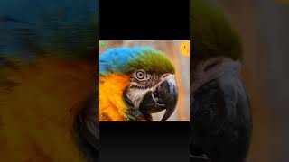 Parrot | Cute Sound Wild Animals #shorts #wildlife #parrot