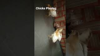 Baby chicks playing