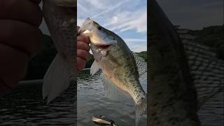 Slabtacular Catch! #fish #viral #fishing #shorts