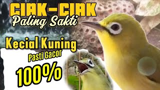 Kecial Kuning cepat joss gacor dengan ciak-ciak kecial kuning jantan dan betina