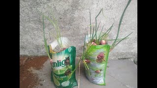 Percobaan Menanam Bawang di Plastik Bekas Kemasan Pouch