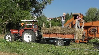 [TREBBIATURA GRANO 2020 D'EPOCA] ZETOR 7065 - RECCHIONI