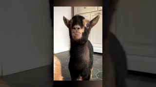 Subscribe for Daily Content !! Cutest Funny Baby Goats🥰🥰 Video Compilation